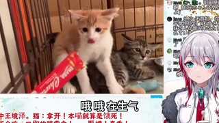 日本天然姐姐看《猫中王境泽。猫：拿开！本喵就算是饿死！也不会吃一口你的猫零食！》