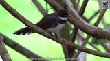 Bird Song : MALAYSIAN PIED FANTAIL Singing in the Rain