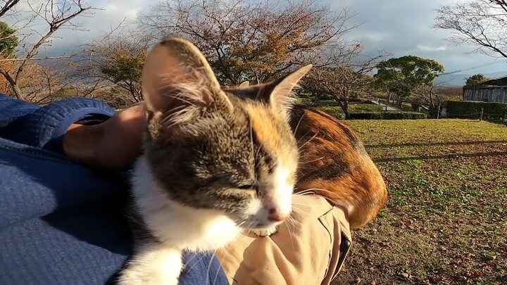 After Getting a Kitten Onto My Lap, the Cats Started to Come!