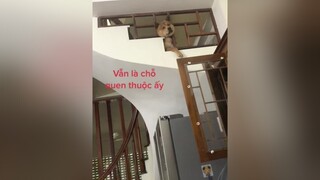 Một ngày chủ nhật thong dong của Bí Ngô. Mọi người đoán xem Bí Ngô có rút được đầu ra ko 😂😂😂chó_cưng chó foryou