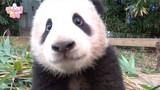[Animals]Daily life of the Panda keeper and panda Fu Bao