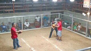 champion tayo dto mga idol,,mas matigas kulay ng bulik natin,,tuwang tuwa si ankle😆