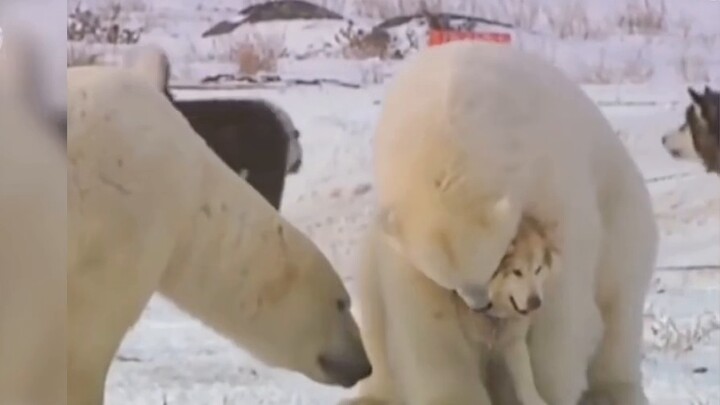 Kunjungan beruang kutub untuk memelihara anjing! Erha menggigil! Anda akan gegabah jika tidak meliha