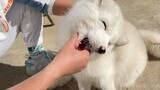 [Animals]Brush teeth for a small fox
