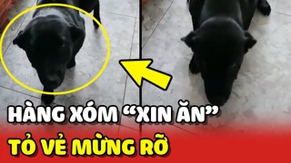 Chú chó qua nhà hàng xóm XIN ĂN bị phát hiện lại tỏ ra mừng rỡ 😂 | Yêu Lu