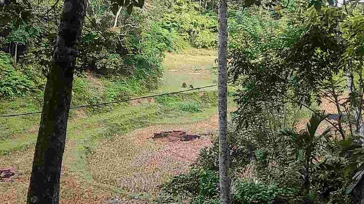 Penampakan Babi Hutan & 4 ekor anaknya