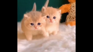 funny baby cat and dog videos 2020 ลูกแมวน่ารักๆEp2