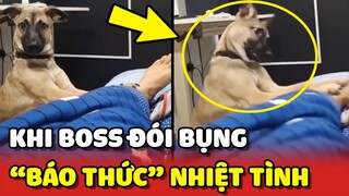 Khi Boss quá NHIỆT TÌNH với việc BÁO THỨC vì đói bụng 😂 | Yêu Lu