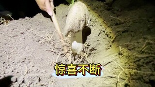 花20天记录一个极品鸡枞窝究竟能长多少鸡枞#鸡枞#鸡枞菌#捡菌子