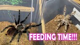 Feeding Time | Vlog#3