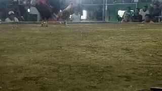 3/4 Kelso 1/4 Peruvian