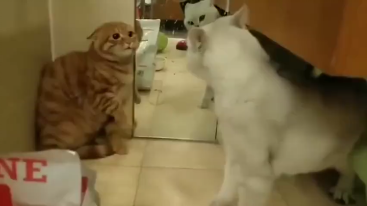 Mèo vàng: Tôi làm sao, sao cậu lại ghê gớm thế?