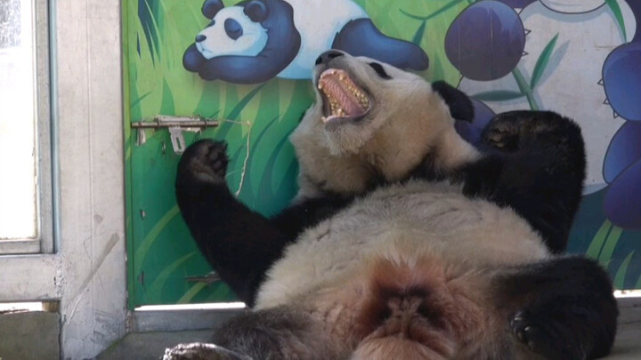 [Animals]How a panda open the latch on the door?