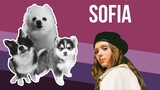 Sofia but Dogs Sung It (Doggos and Gabe)