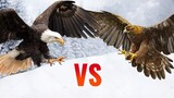 Bald Eagle vs Golden Eagle | SPORE