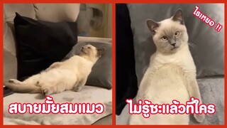 นอนสบายมั้ยสมแมว ไม่รู้ซะแล้วว่าที่ใคร !! ( รวมฮาพากย์ไทย )