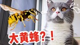 大黄蜂竟在家里筑巢，5只猫在围观！铲屎官吓坏了！
