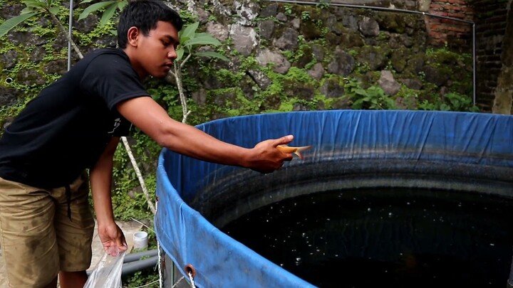 Pindah ikan kaviat #shorts