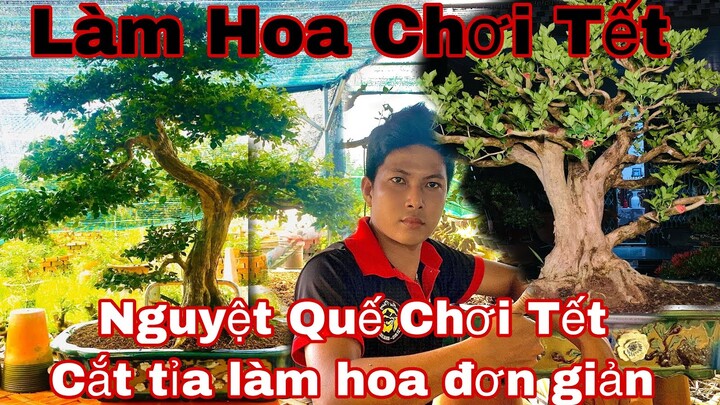 cách làm hoa cho nguyệt quế nỡ rộ chơi tết 2022 -26-30 ngày