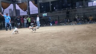 Tejano Bulik Piat Cockpit 2 hits champ