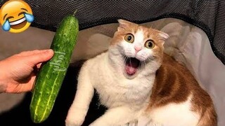 Funniest animals 2024 🐱  | Best cats and dogs videos😂 🐶 # 07 💛