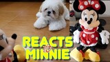 Borgy the Shih Tzu Puppy Reacts to Minnie Mouse
