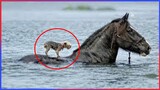 Animals Save Each Other | Amazing Acts of Kindness & Mutual Assistance Between Animals
