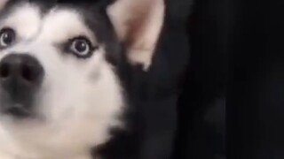 Hmm~video lucu