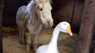 Inseparable miniature horse and goose get adopted together