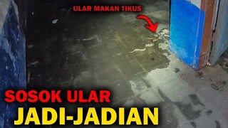 🔴 1023- SOSOK ULAR JADI-JADIAN