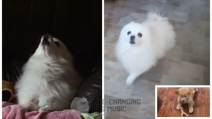 When We Were Young but Dogs Sung It (Dogs Version Cover)