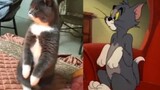 Như chúng ta đều biết, Tom và Jerry là một bộ phim tài liệu!