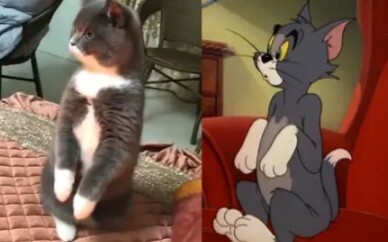 อย่างที่เราทราบกันดีว่า Tom and Jerry คือสารคดี!