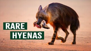 One Day In Wild Zambia National Geographic Animals 4K Ultra HD