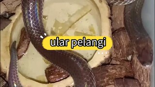 Ular pelangi ( Xenopeltis unicolor )