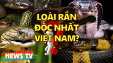 Những loài rắn độc nhất ở Việt Nam