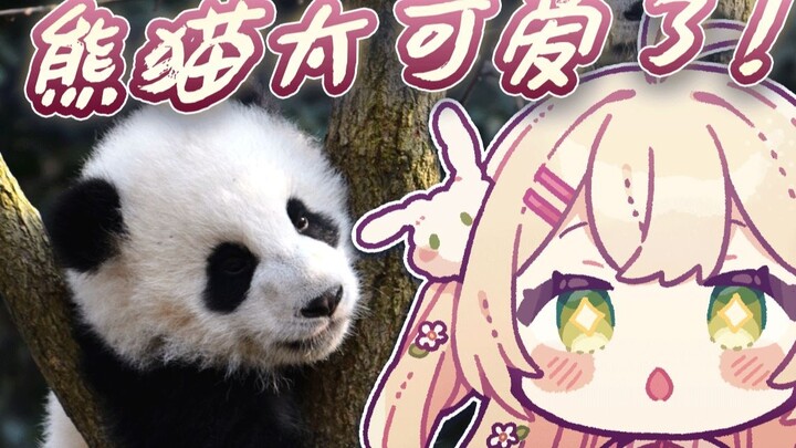 Kelinci Jepang menonton video panda dan berubah menjadi mesin kawaii yang kejam [Hasaki Rabi]
