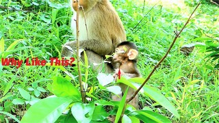 Happy Family Monkey with Cute Actions of Mother Joanna and Melona