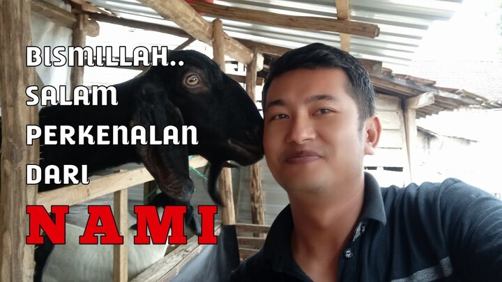 Dari ternak kelinci melebarkan sayap belajar ternak kambing