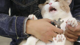 给暴躁小猫咪剪指甲有多难？！气死猫的同时主人的心也麻木了(*。_。)
