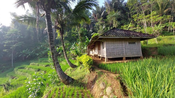 Hanya Ada Satu Rumah Di Tengah Sawah Eh Ternyata..?? Suasana Damai Di Kampung Terpencil