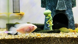 Map fish and Squidward, this map is not that map, a new albino species