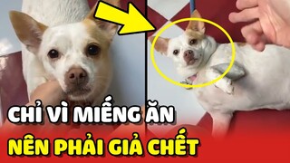 Pha xin ăn cồng kềnh của chú chó có khả năng biểu diễn GIẢ CHẾT 😂 | Yêu Lu