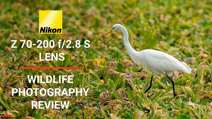 Nikon Z 70-200mm f/2.8 VR S Field Review // Bird & Wildlife Photography