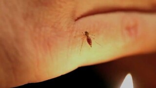 [Movie&TV] "Detonating" a Mosquito