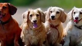 5 Step guide to choose right dog breed for you