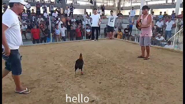 4x Winner Henny kanan tari partida🖤🐓