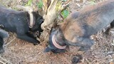 [Hewan] Tiga anjing menggali untuk memakan tikus