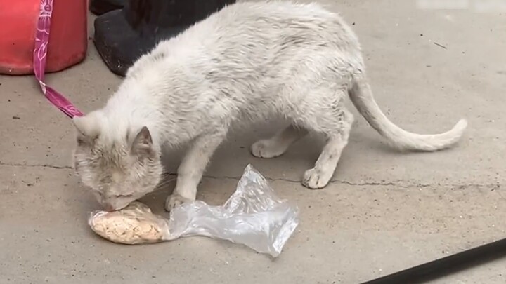 Have you ever seen a stray cat willing to risk his life just for a bite to eat?