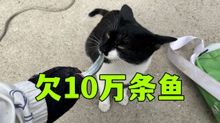 我欠这只猫，10万条鱼